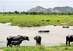 Indie - krávy