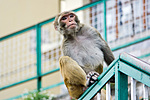 Indie - opice v Shimle