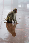Indie - opice zloděj v Jakhoo Temple