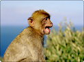 Gibraltarem s opicí za krkem? Žádný problém.