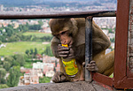 Nepál, Káthmándú, Swayambhunath, opice