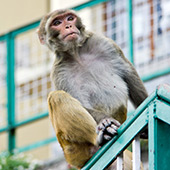 Cestování po Indii a Nepálu: Shimla, Opičí chrám