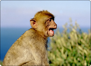 Gibraltarem s opicí za krkem? Žádný problém.