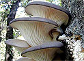 Léčivé houby - zázrak přírody
