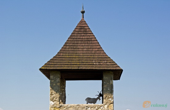 Trenčín, kozy na věži Trenčínského hradu