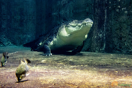 Underwater Zoo